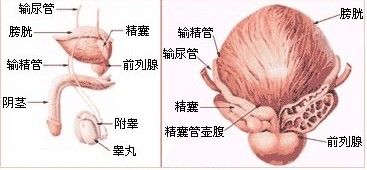 前列腺图谱,前列腺炎,前列腺疾病